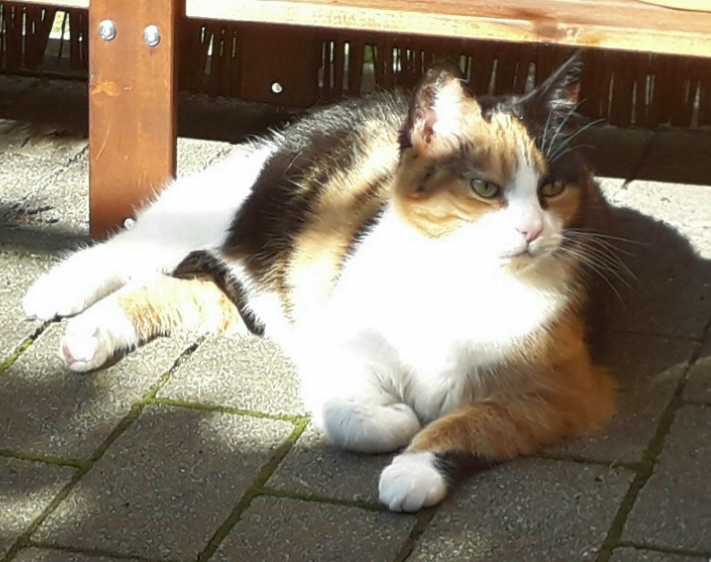 Meine Katze Lucie auf der Terrasse liegend